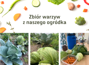 Z naszego ogródka - kisimy kapustę